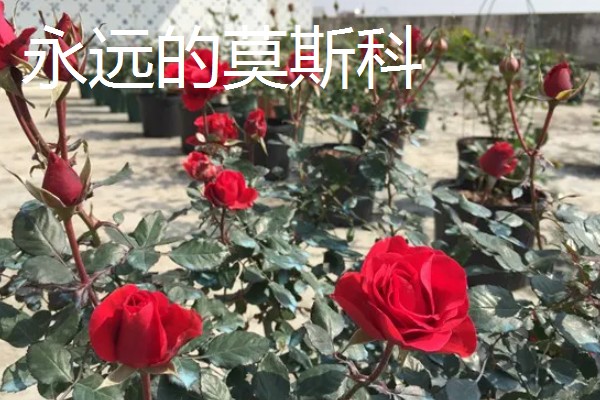 常见的月季品种，常见的有冥王星月季、门廊绒球月季等