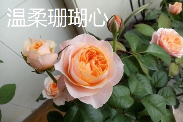 常见的月季品种，常见的有冥王星月季、门廊绒球月季等