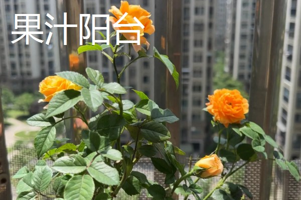 常见的月季品种，常见的有冥王星月季、门廊绒球月季等