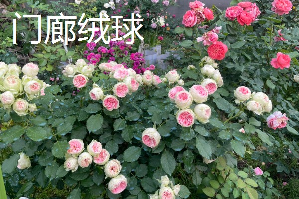 常见的月季品种，常见的有冥王星月季、门廊绒球月季等