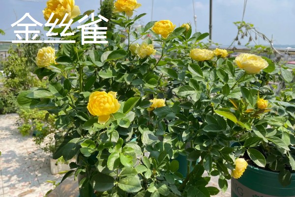 常见的月季品种，常见的有冥王星月季、门廊绒球月季等