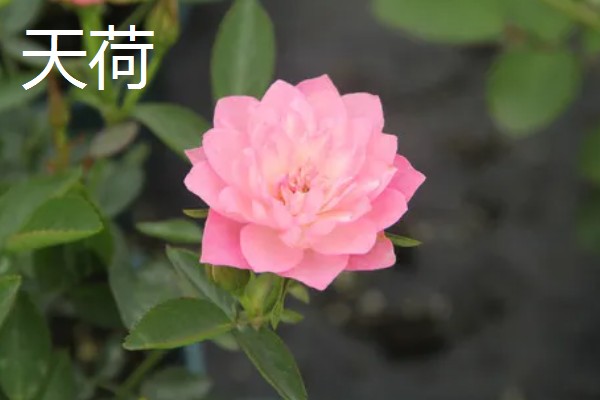 常见的月季品种，常见的有冥王星月季、门廊绒球月季等