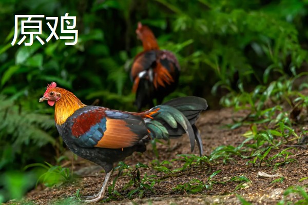 原鸡是哪种鸡,是家鸡的野生祖先