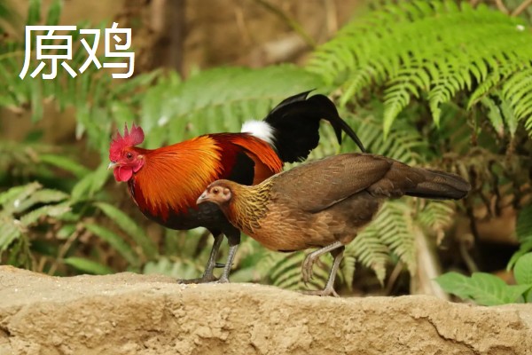 原鸡是哪种鸡,是家鸡的野生祖先