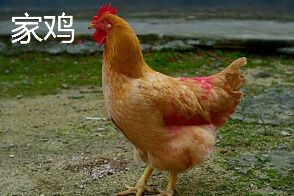 原鸡是哪种鸡,是家鸡的野生祖先