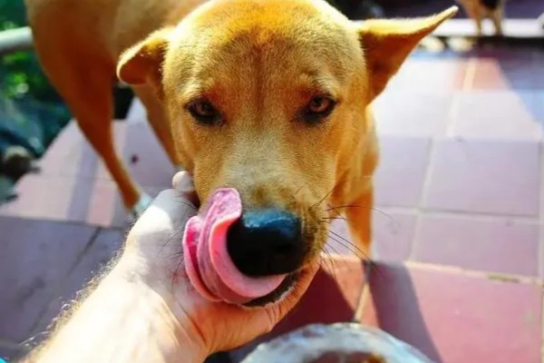 判断狗狗是否怀孕的方法，配种20天后会出现食欲大增、运动量减少的情况