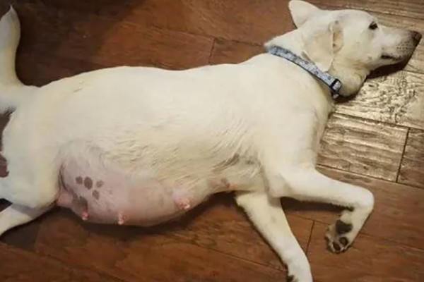 判断狗狗是否怀孕的方法，配种20天后会出现食欲大增、运动量减少的情况