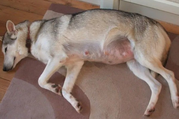 判断狗狗是否怀孕的方法，配种20天后会出现食欲大增、运动量减少的情况