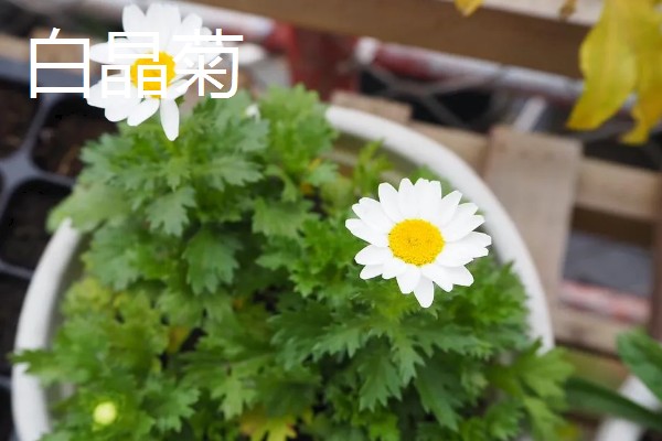 白晶菊和大滨菊有什么区别,株型、花期、花朵等方面都不同