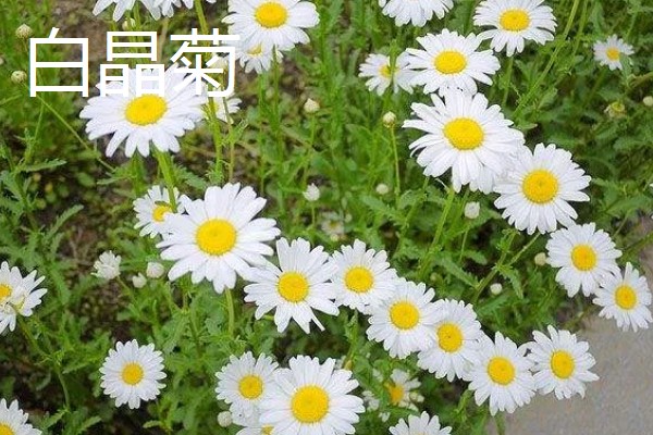 白晶菊和大滨菊有什么区别,株型、花期、花朵等方面都不同