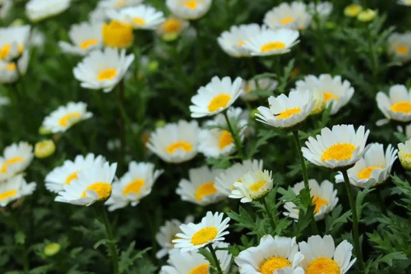 白晶菊和大滨菊有什么区别,株型、花期、花朵等方面都不同