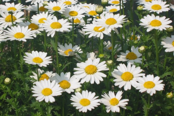 白晶菊和大滨菊有什么区别,株型、花期、花朵等方面都不同