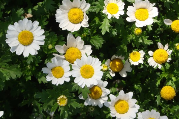 白晶菊和大滨菊有什么区别,株型、花期、花朵等方面都不同