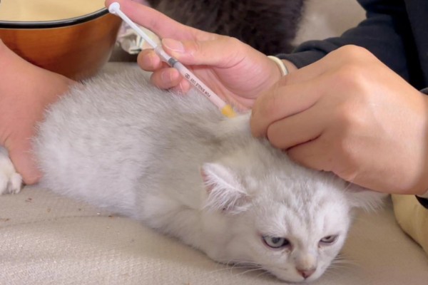 猫咪打疫苗要注意什么,彻底断奶后再注射疫苗