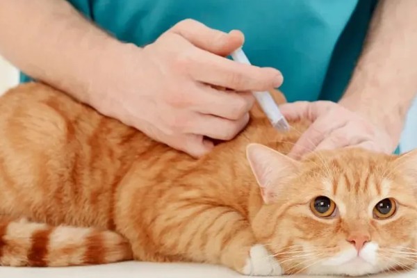 猫咪打疫苗要注意什么,彻底断奶后再注射疫苗