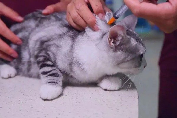猫咪打疫苗要注意什么,彻底断奶后再注射疫苗