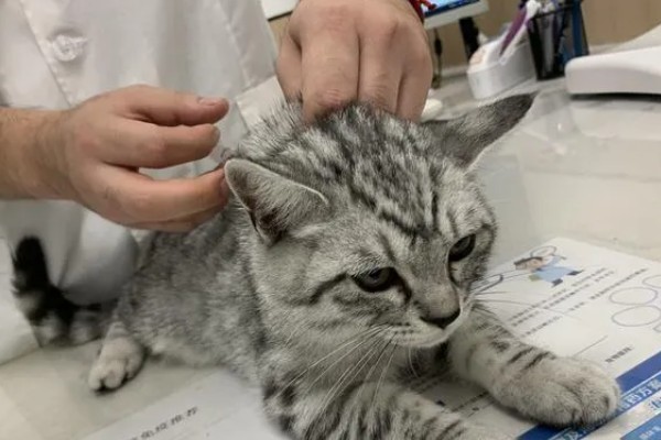 猫咪打疫苗要注意什么,彻底断奶后再注射疫苗