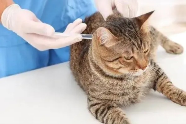 猫咪打疫苗要注意什么,彻底断奶后再注射疫苗