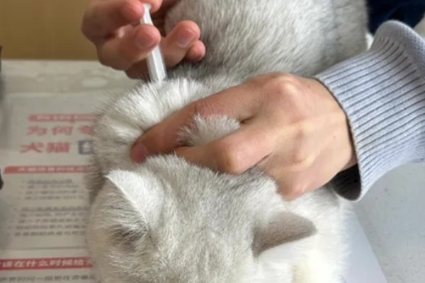 猫咪打疫苗要注意什么,彻底断奶后再注射疫苗