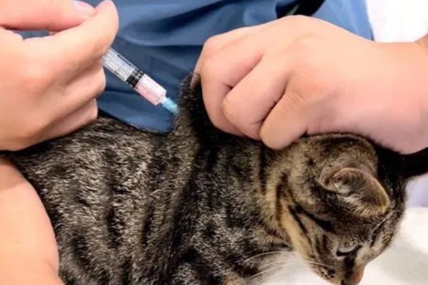 猫咪打疫苗要注意什么,彻底断奶后再注射疫苗