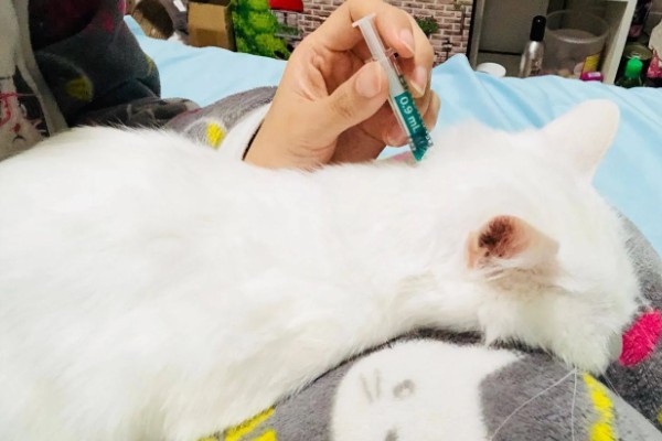 猫咪打疫苗要注意什么,彻底断奶后再注射疫苗