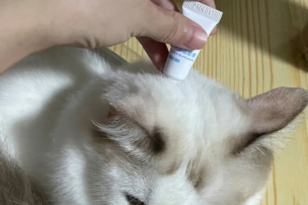 猫咪打疫苗要注意什么,彻底断奶后再注射疫苗