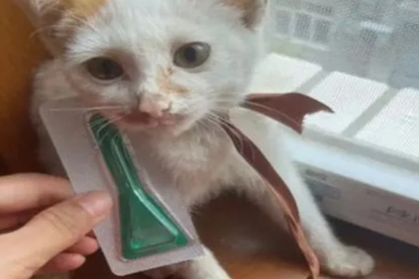 猫咪打疫苗要注意什么,彻底断奶后再注射疫苗