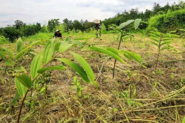 种植黄精的前景，需求量较多前景广阔