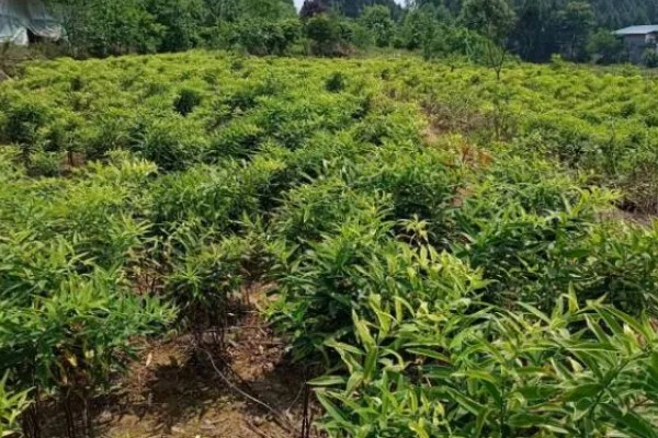 种植黄精的前景，需求量较多前景广阔