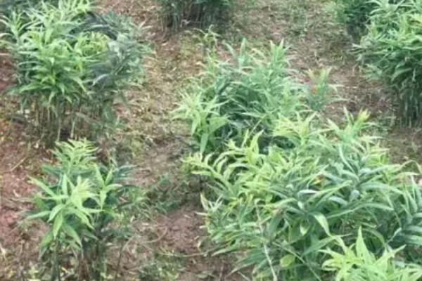 种植黄精的前景，需求量较多前景广阔