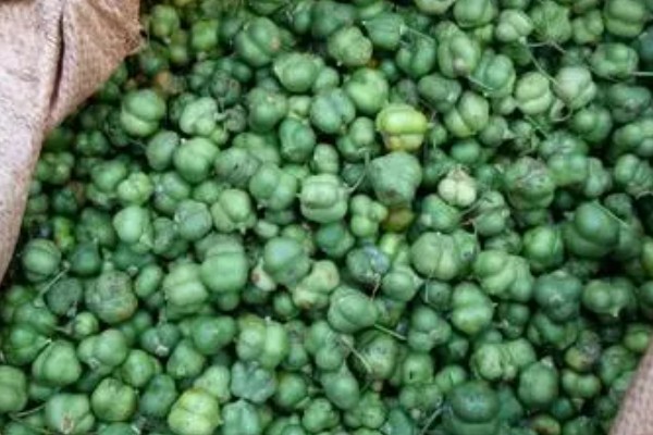 种植黄精的前景，需求量较多前景广阔