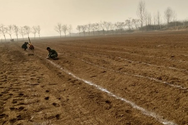 桑树苗如何种植，种植前一定要施入基肥