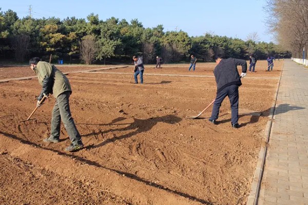 桑树苗如何种植，种植前一定要施入基肥