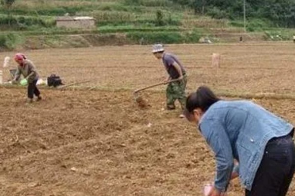 桑树苗如何种植，种植前一定要施入基肥