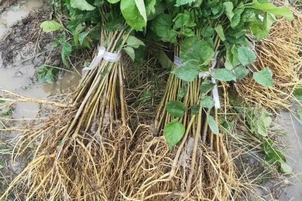 桑树苗如何种植，种植前一定要施入基肥