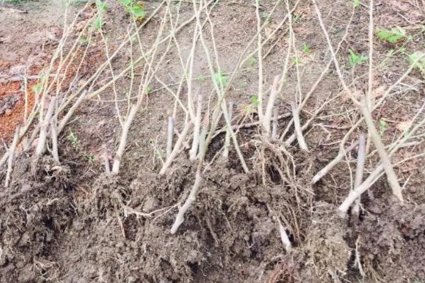 桑树苗如何种植，种植前一定要施入基肥