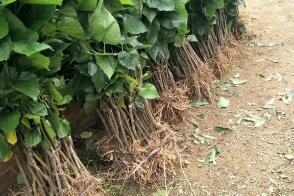 桑树苗如何种植，种植前一定要施入基肥