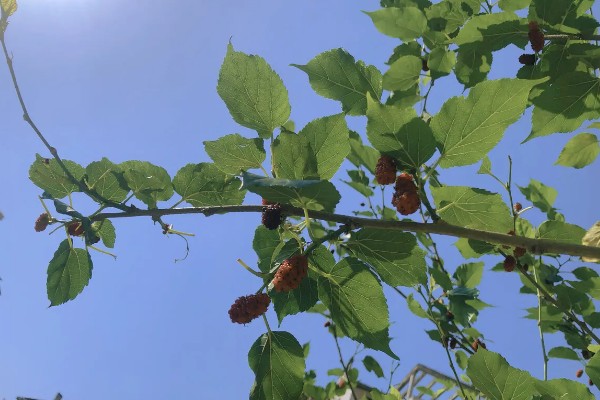 桑树苗如何种植，种植前一定要施入基肥