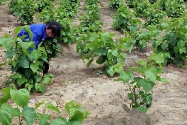 桑树苗如何种植，种植前一定要施入基肥