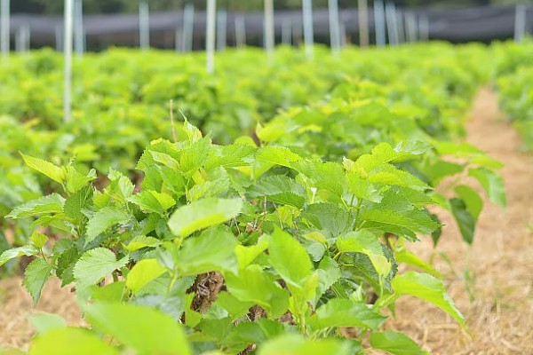 桑树苗如何种植，种植前一定要施入基肥