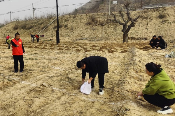 桑树苗如何种植，种植前一定要施入基肥