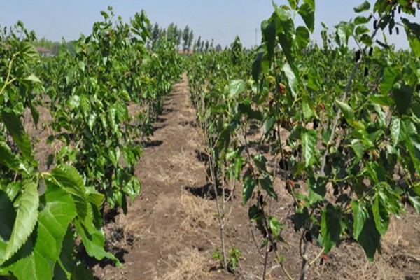 桑树苗如何种植，种植前一定要施入基肥