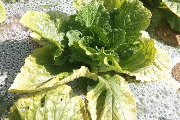 菜叶发黄的原因，常见缺水或过度浇水、施肥过勤等因素