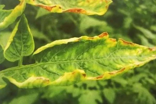 菜叶发黄的原因，常见缺水或过度浇水、施肥过勤等因素