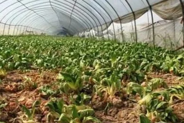 菜叶发黄的原因，常见缺水或过度浇水、施肥过勤等因素