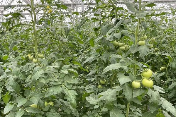 菜叶发黄的原因，常见缺水或过度浇水、施肥过勤等因素