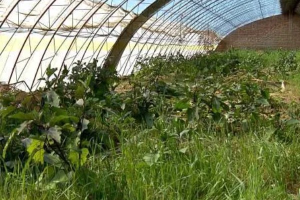 菜叶发黄的原因，常见缺水或过度浇水、施肥过勤等因素