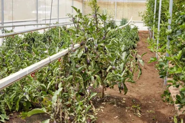 菜叶发黄的原因，常见缺水或过度浇水、施肥过勤等因素