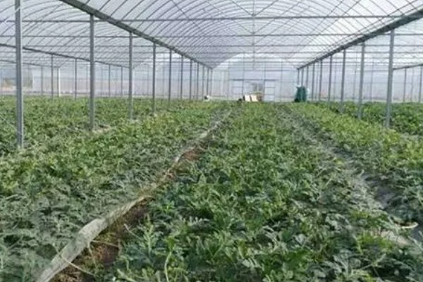 菜叶发黄的原因，常见缺水或过度浇水、施肥过勤等因素
