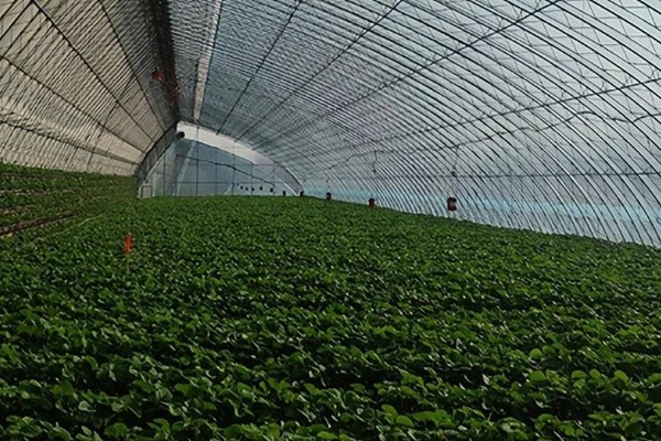 菜叶发黄的原因，常见缺水或过度浇水、施肥过勤等因素